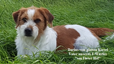 Darius vom glatten Kiesel