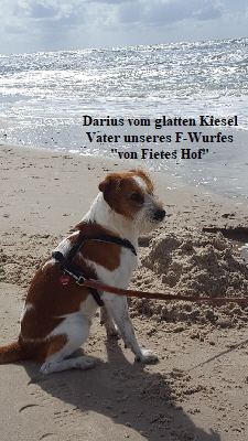 Darius vom glatten Kiesel_2