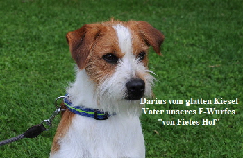 Darius vom glatten Kiesel_4