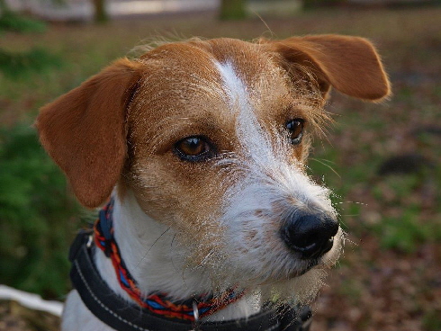 Kromfohrländer von Fietes Hof Boris Jake 7