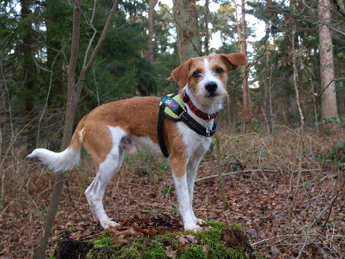 Kromfohrländer von Fietes Hof Boris Jake 9
