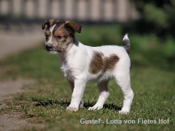 Kromfohrlnder von Fietes Hof Gustel Lotta