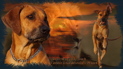 Rhodesian Ridgeback Deckrde Cheikh 05